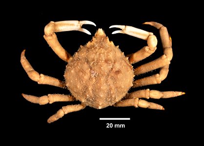 PRESERVED_SPECIMEN; ; 70% alc.; Det. by: Johanna M. Reinhart; GM image; Gray Museum; IZ number 30756; lot count 10; original catalog number GM 1526; 1969-09-19T00:00:00Z