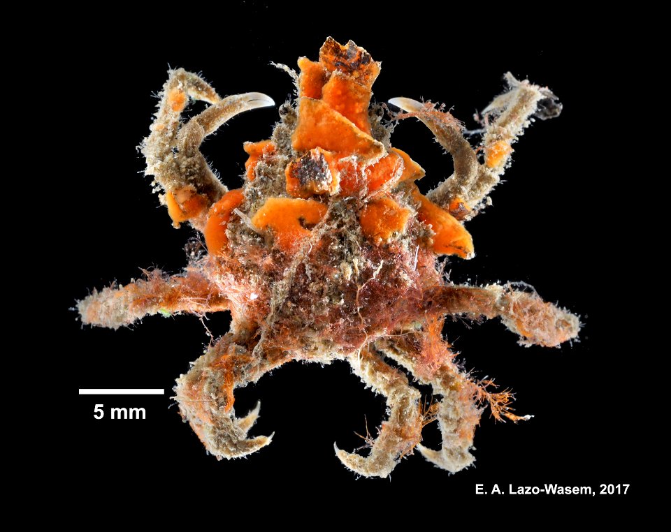 PRESERVED_SPECIMEN; ; 70% alc.; Det. by: Eric A. Lazo-Wasem 2017; Ginsburg; IZ number 97412; lot count 1; epibiont: IZ.097413,IZ.097417,IZ.097418,IZ.097753,IZ.097754,IZ.097755,IZ.097756,IZ.097757