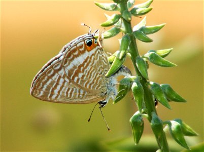 Egg laying on crotalaria pallida photo