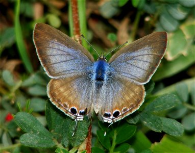 Lampides boeticus Linnaeus, 1767 – Pea Blue photo