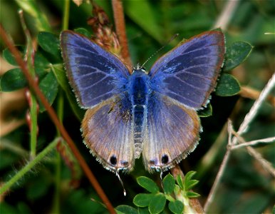 Lampides boeticus Linnaeus, 1767 – Pea Blue photo