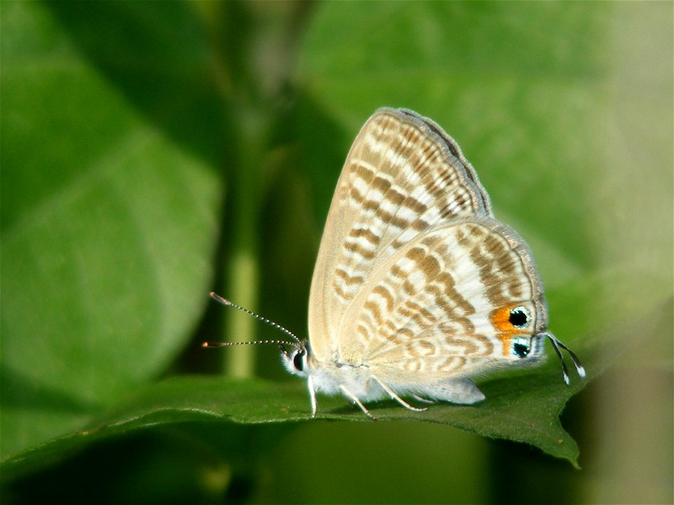 Pea Blue_Lampides boeticus photo