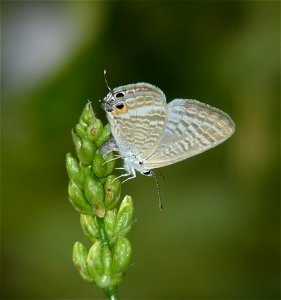 Egg laying on pea buds photo
