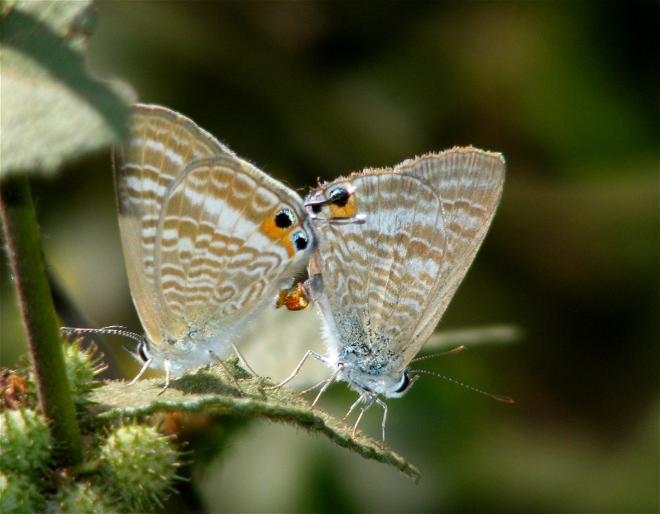 Pea Blue_Lampides boeticus
