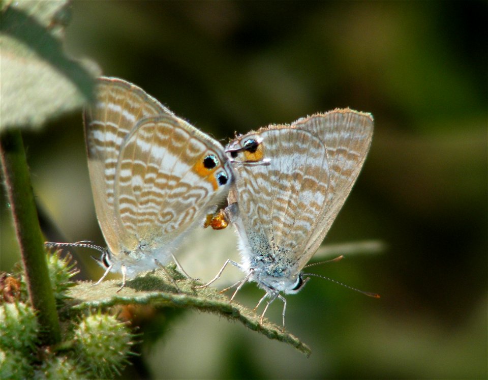 Pea Blue_Lampides boeticus photo