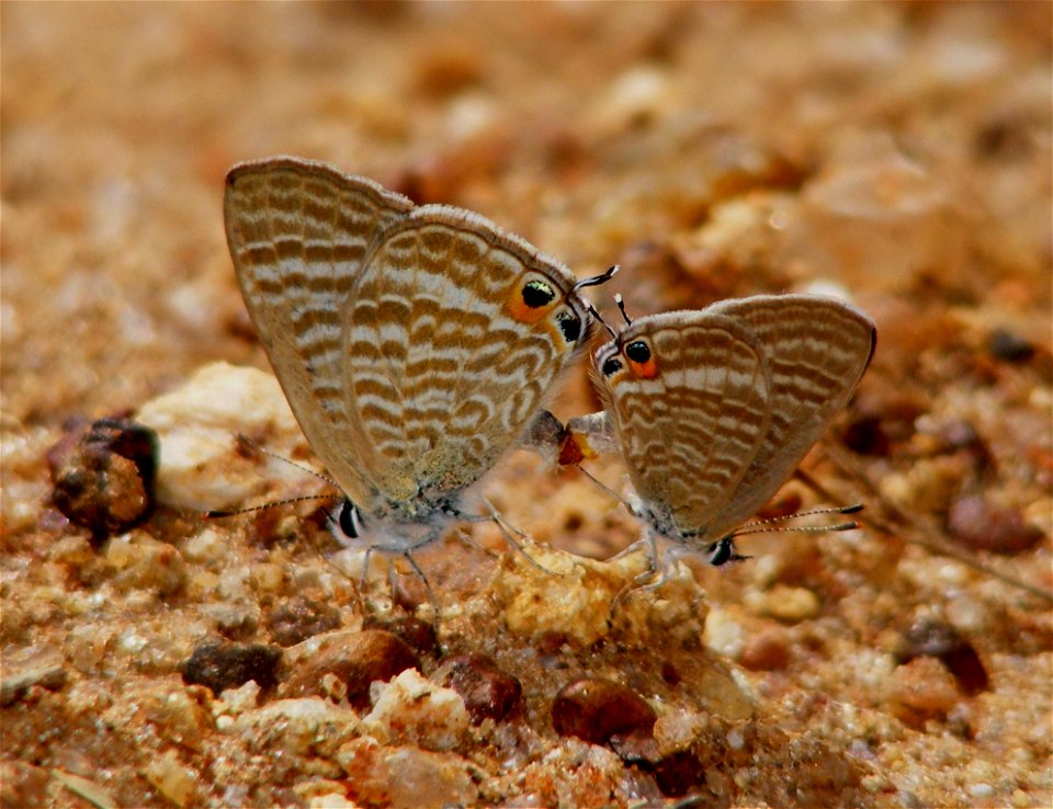 Pea Blue_Lampides boeticus