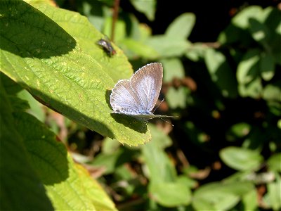 Holly blue butterfly photo
