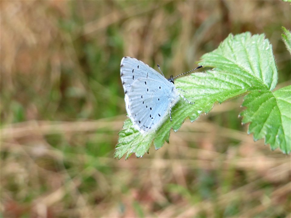Faulbaum-Bläuling (Celastrina argiolus) in der Schwetzinger Hardt