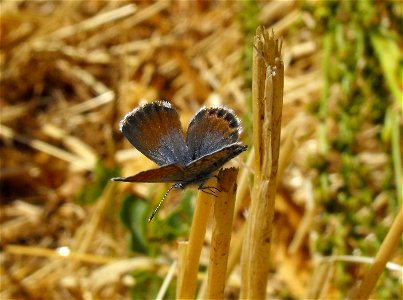 Brephidium exilis, the western pygmy blue, in Lemon Grove, California, USA.