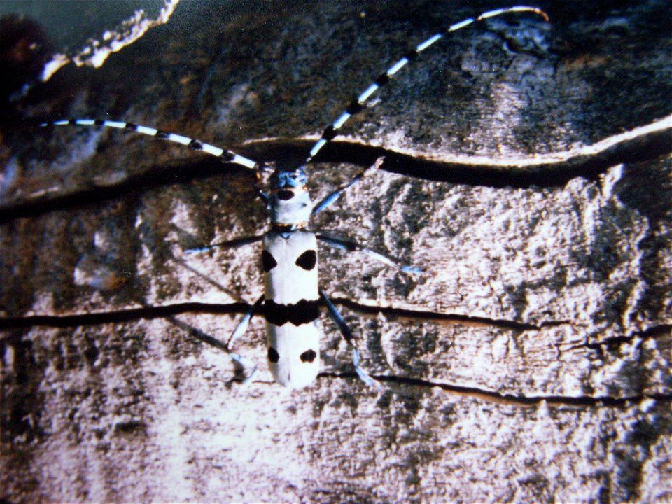 Rosalia alpina waiting in a mimikry position