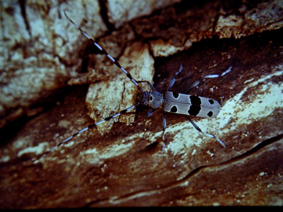 male Rosalia alpina waiting