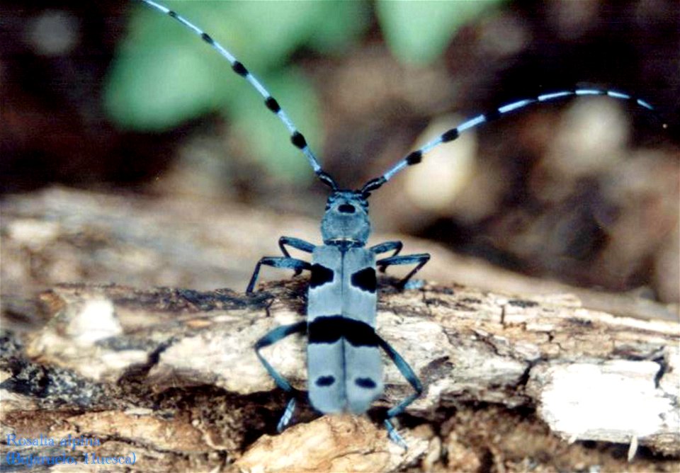 Male of Rosalia alpina (Linnaeus, 1758). Picture taken at the Bujaruelo valley (Central Pyrenees, Spain). Author: José-Manuel Echevarría.