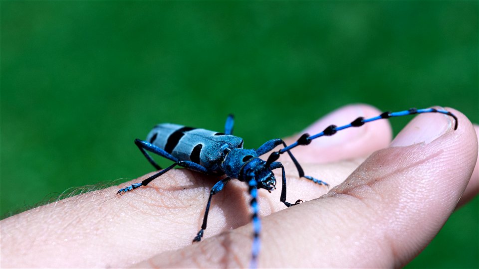 Photograph Rosalia alpina (Alpine longhorn beetle) taken in August 2020 at Debelo brdo mountain house, Valjevo region, Republic of Serbia. photo