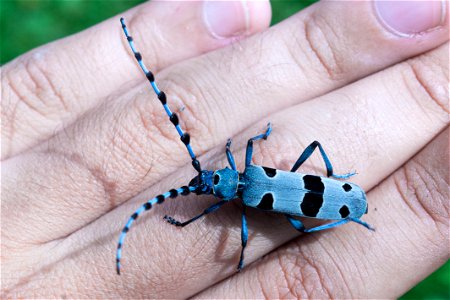 Photograph Rosalia alpina (Alpine longhorn beetle) taken in August 2020 at Debelo brdo mountain house, Valjevo region, Republic of Serbia. photo