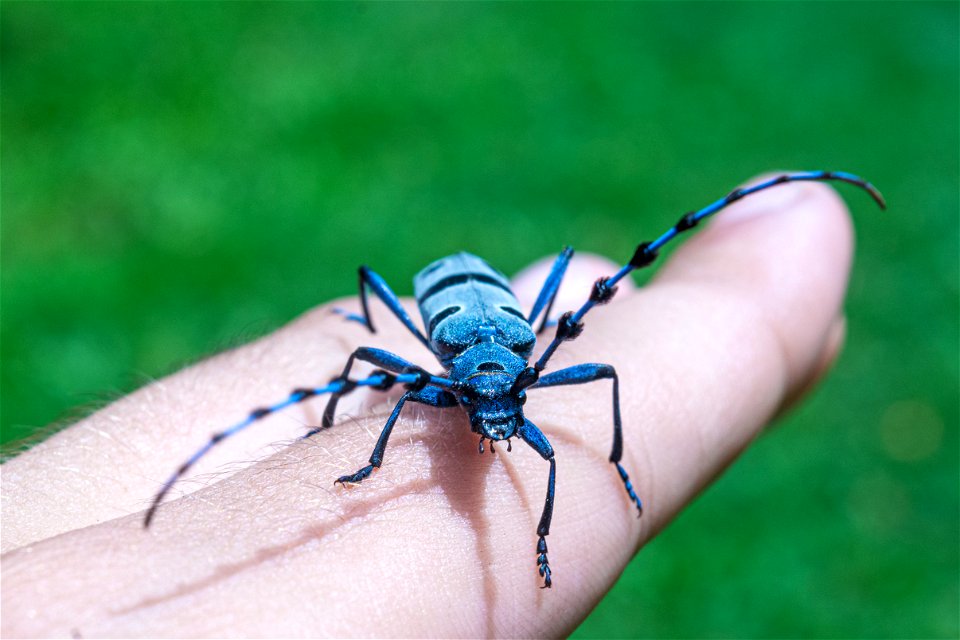 Photograph Rosalia alpina (Alpine longhorn beetle) taken in August 2020 at Debelo brdo mountain house, Valjevo region, Republic of Serbia.
