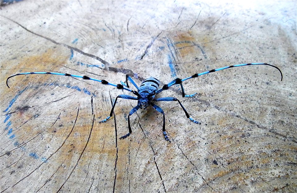 Rosalia alpina male, front, from Hungary, Zemplen-mountains near ohuta