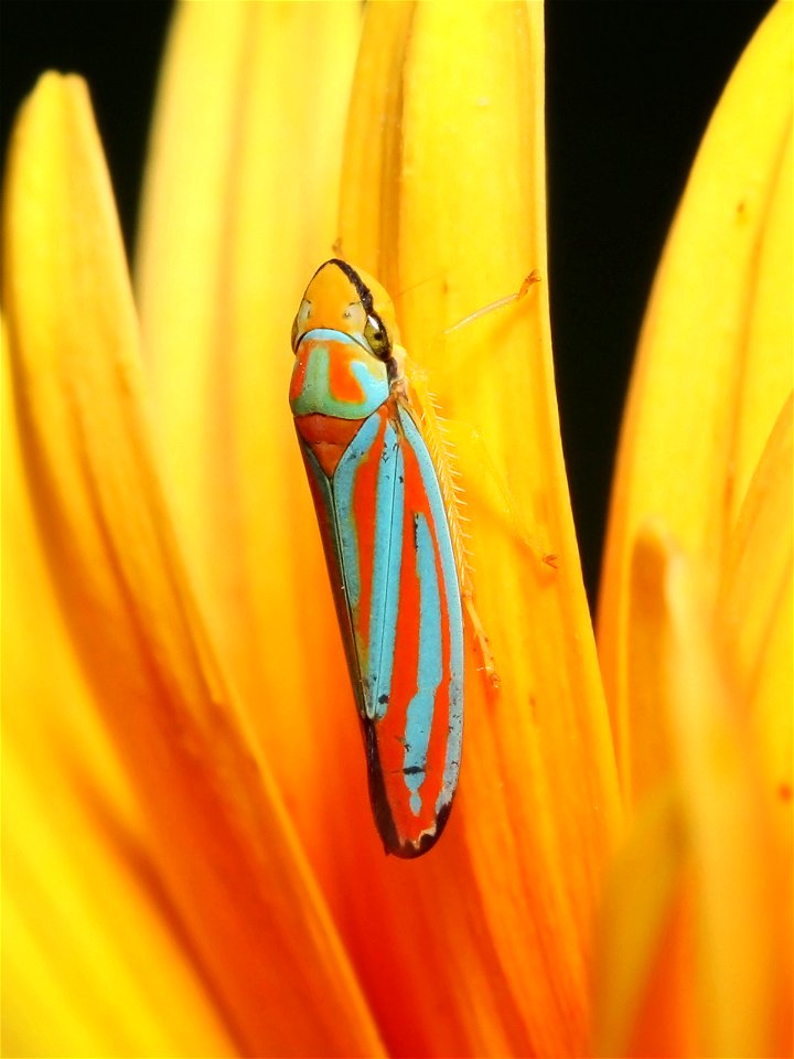 Red-banded Leafhopper (Graphocephala coccinea) found at Shelby Park in Nashville, Tennessee. Body is approximately 7.7 mm in length.