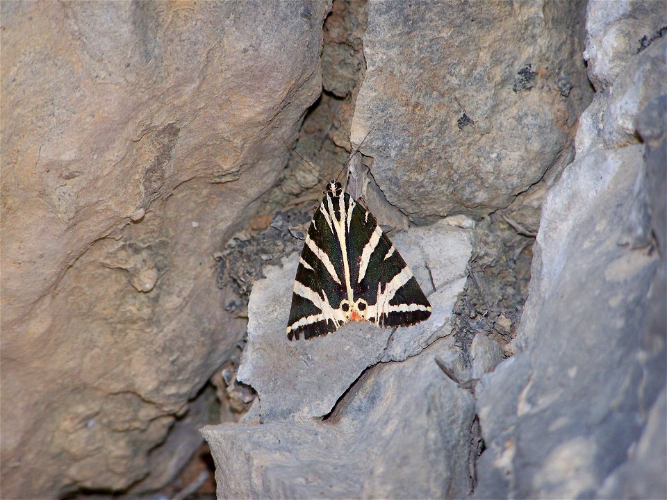 Euplagia quadripunctaria, shot in south-Spain