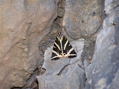 Euplagia quadripunctaria, shot in south-Spain