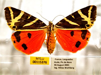 MZLU-00115376