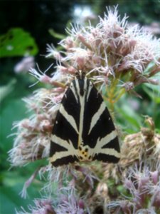 Motýl přástevník kostivalový z Podkomorských lesů, Česká republika, jižní Morava
