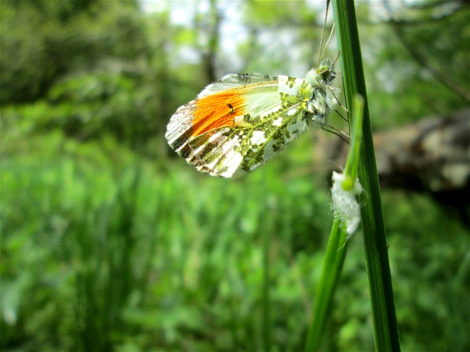 Männchen vom Aurorafalter (Anthocharis cardamines) im Landschaftsschutzgebiet „Drahtzugweiher und das Habsterwiesental“ in Alt-Saarbrücken