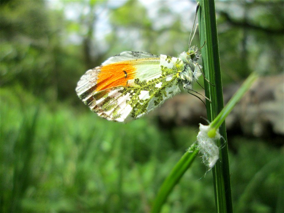 Männchen vom Aurorafalter (Anthocharis cardamines) im Landschaftsschutzgebiet „Drahtzugweiher und das Habsterwiesental“ in Alt-Saarbrücken