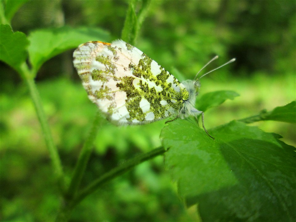 Weibchen vom Aurorafalter (Anthocharis cardamines) im Landschaftsschutzgebiet „Drahtzugweiher und das Habsterwiesental“ in Alt-Saarbrücken