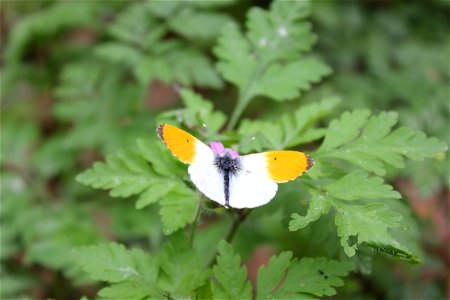 Anthocharis cardamines, male