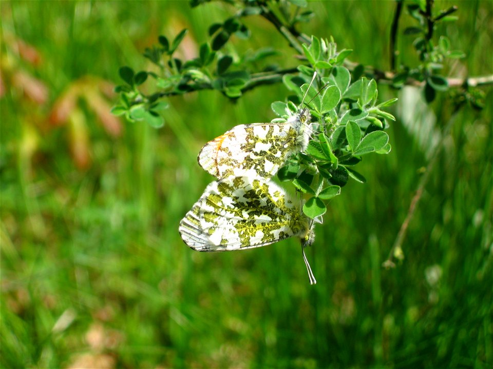 Accouplement du papillon Anthocharis cardamines l'Aurore