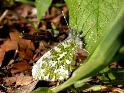 Anthocharis cardamines (Pieridae). La Chaux-de-Fonds, Switzerland. photo