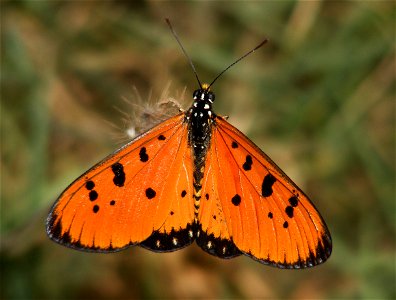 Tawny Coster (Acraea terpsicore) photo