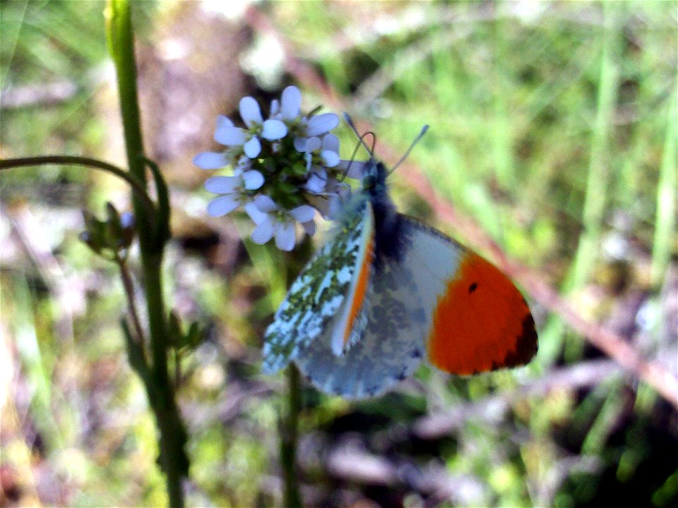Arabis hirsuta pollinator, Dehesa Boyal de Puertollano, Spain