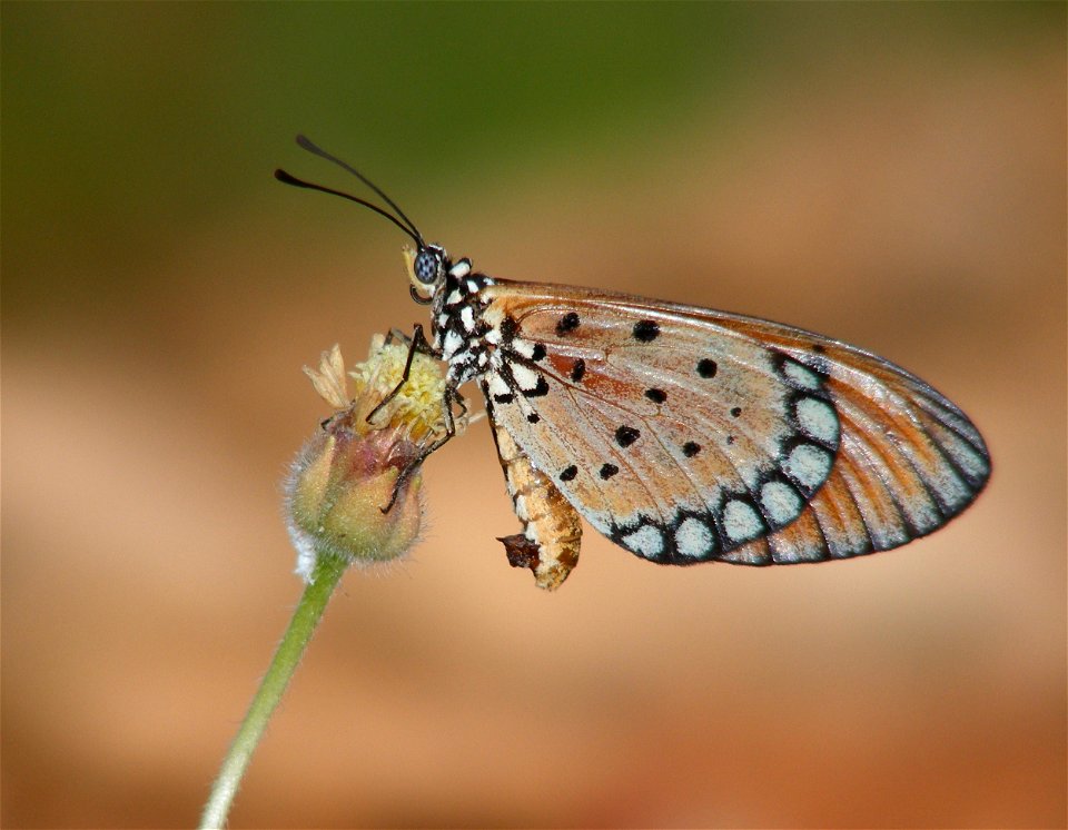 Tawny Coster_Acraea terpsicore