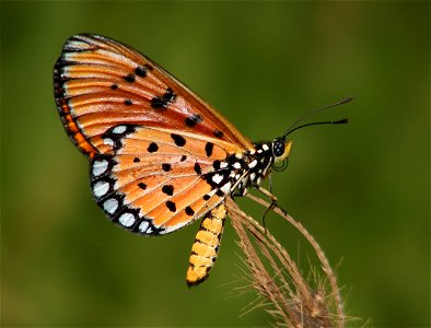 Tawny Coster (Acraea terpsicore) photo