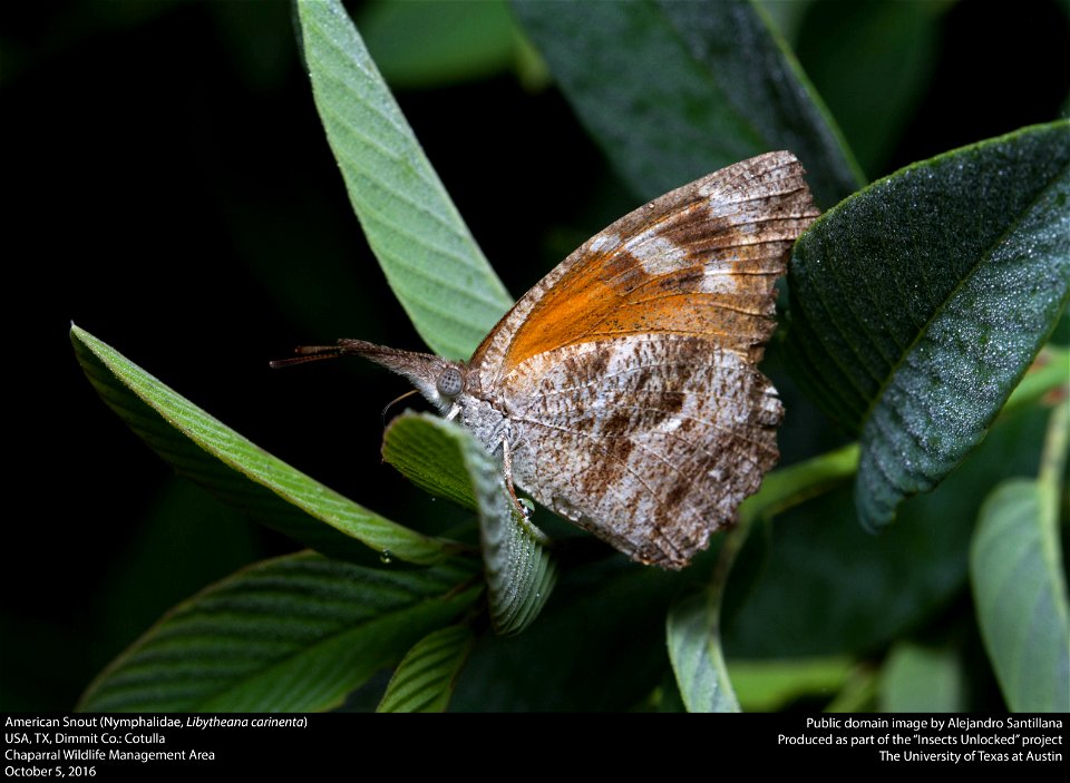USA, TX, Dimmit Co.: Cotulla
Chaparral Wildlife Management Area

5-x-2016