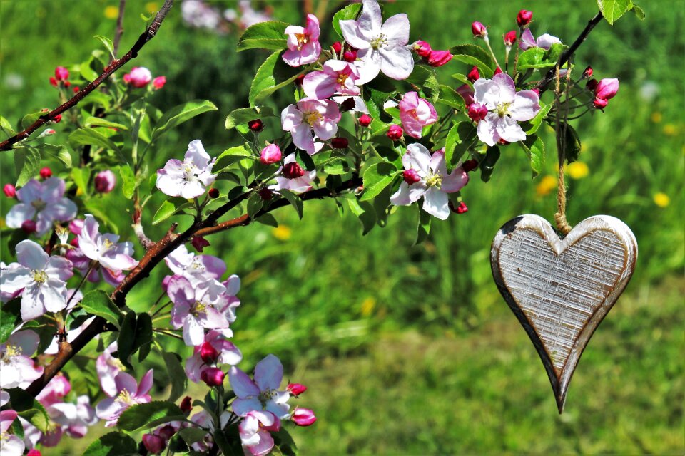 Flower nature plant