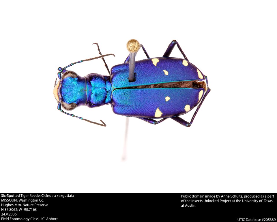 Six-Spotted Tiger Beetle; Cicindela sexguttata
MISSOURI: Washington Co.
Hughes Mtn. Nature Preserve
N 37.8062; W -90.7163
24.V.2006

Field Entomology Class; J.C. Abbott