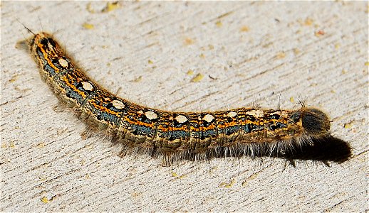 Forest Tent Caterpillar - Malacosoma disstria