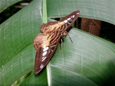 Butterfly and Orchid Garden, Thames, New Zealand photo