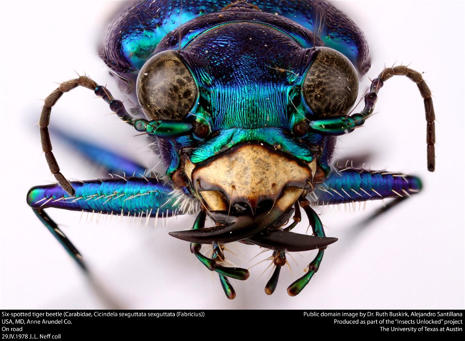 Six-spotted tiger beetle (Carabidae, Cicindela sexguttata sexguttata (Fabricius))
USA, MD, Anne Arundel Co.
On road

29.IV.1978 J..L. Neff coll.