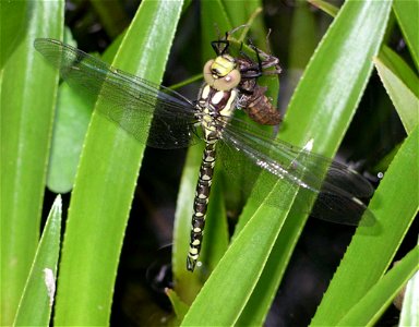 Aeshna cyanea, male, on emergence showing exuvium - both attached to leaves of Stratiotes aloides