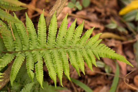 Leaves vegetation estudio357