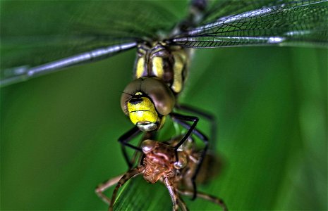 The blue hawker on its larval case, in Germany, Schleswig-Holstein, in June 2007. Omnis finis est novum principium. photo