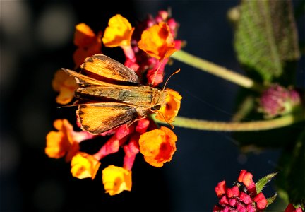 Male fiery skipper (Hylephila phyleus) photo