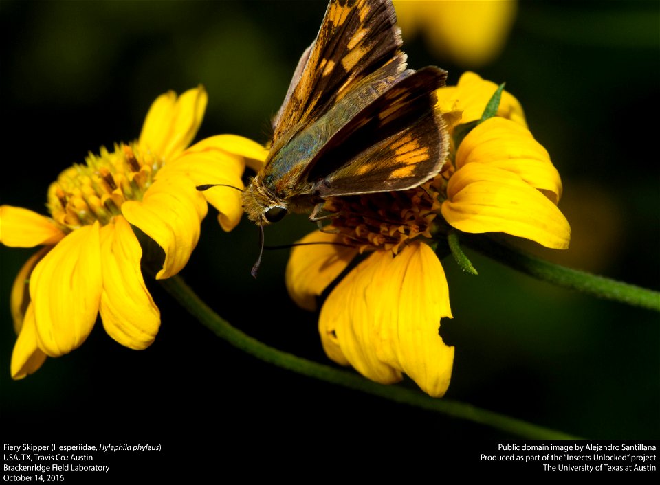 USA, TX, Travis Co.: Austin
Brackenridge Field Laboratory

14-x-2016