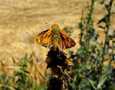 Hylephila phyleus, the fiery skipper, in Lemon Grove, California, USA. It is a male. He is dusted with bright yellow pollen.