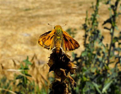 Hylephila phyleus, the fiery skipper, in Lemon Grove, California, USA. It is a male. He is dusted with bright yellow pollen. photo