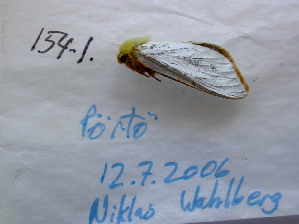 FINLAND.  Etelä-Suomen Lääni, Porvoon kaupunki, Pörtö,  Sys Bio 2008,  Phylogenomics, Lepidoptera,  <a href="http://nymphalidae.utu.fi/story.php?code=NW154-1" rel="nofollow">see in our database.
