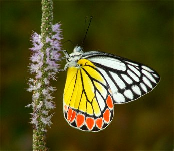 Common Jezebel_Delias eucharis